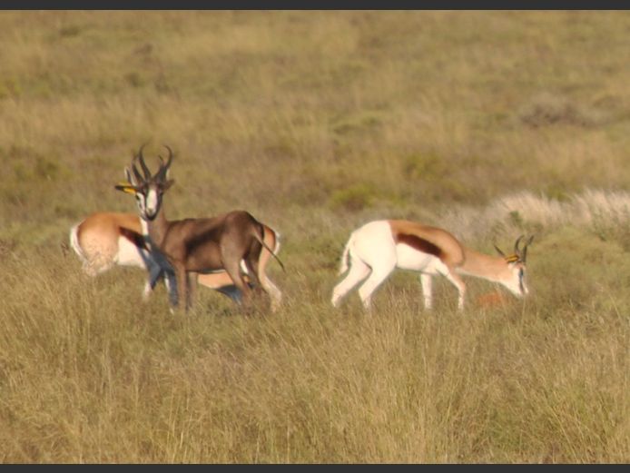 Springbok - KINGS SLAM | Hennie Grobbelaar