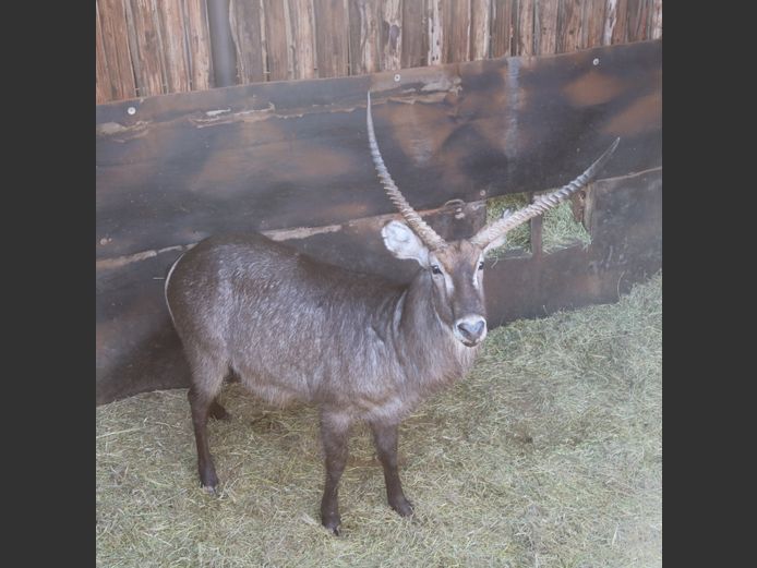 Waterbok