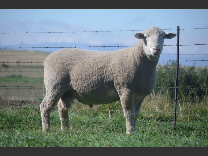 T 240564 | TWEE BROERS DORMER STOET