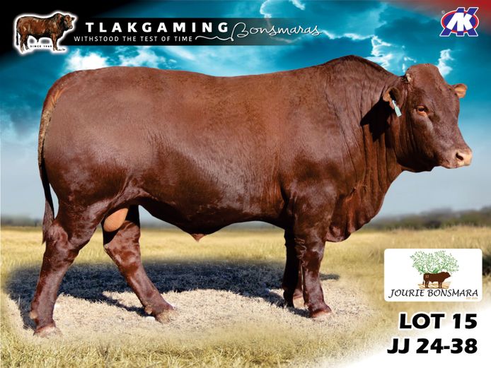 JJ240038 | JOURIE BONSMARAS