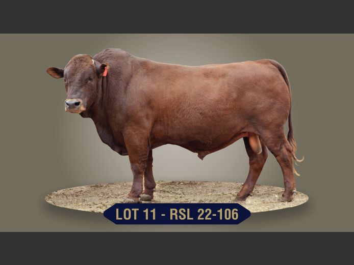 RSL220106 | RASLOU BONSMARAS