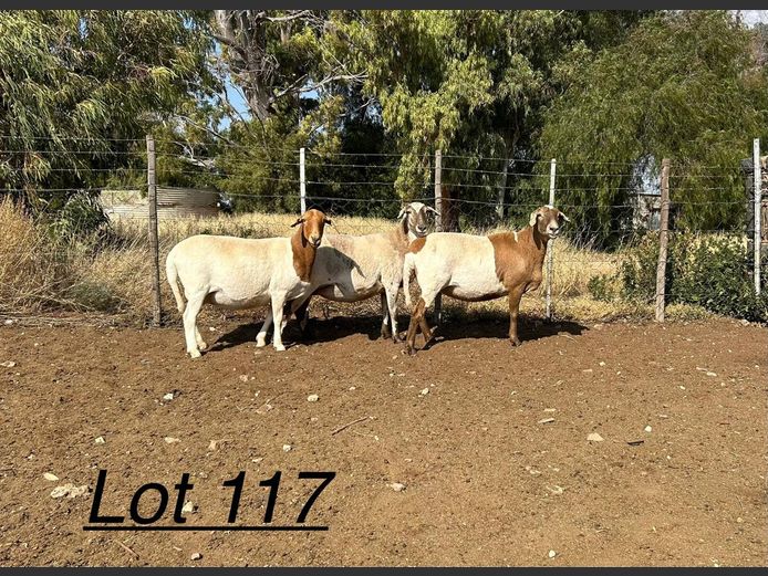 PB 23 17 | Johan Murray - Pienaarspan Meatmasters
