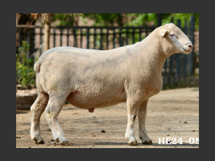 HE  240087 | EKSTEENS HATARI