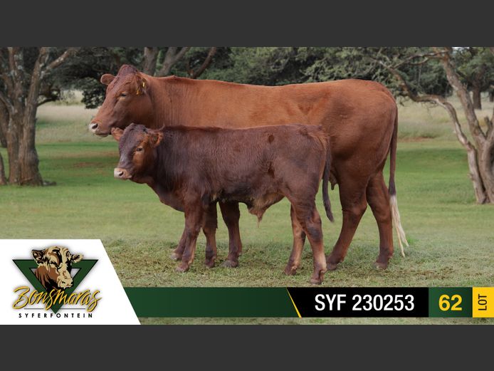 SYF 230253 | SYFERFONTEIN BOERDERY