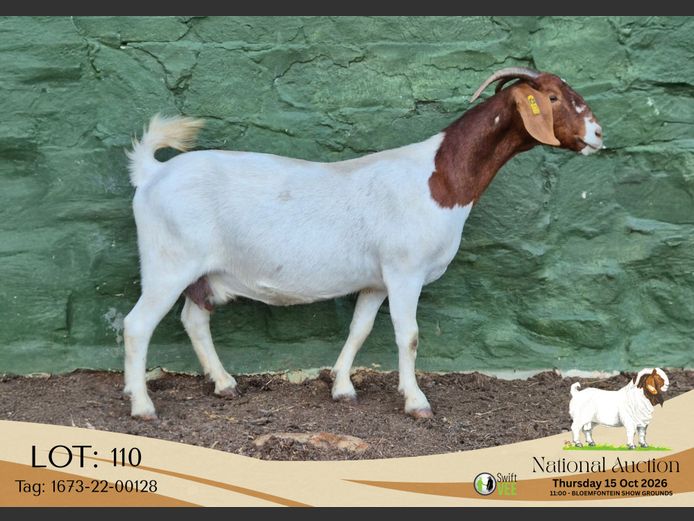 1673-22-0128 | Tekoa Stoet