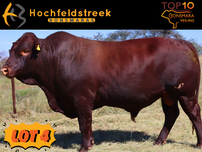 HOCHFELDSTREEK BONSMARAS | HMB 220051
