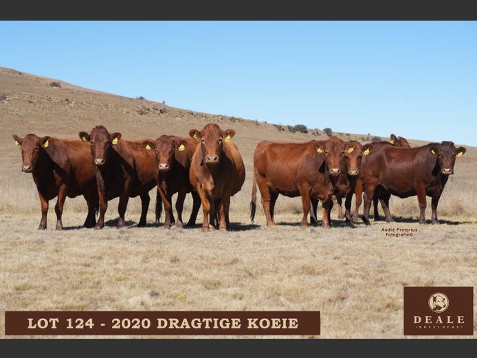 Dragtige koeie