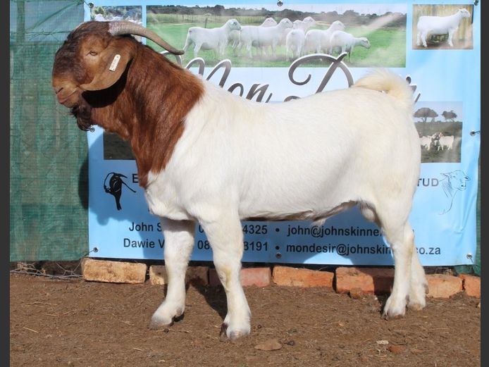 1633 25 0966 | Mon Desir Boergoats