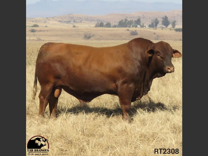 RT2308 | TEDDER AR