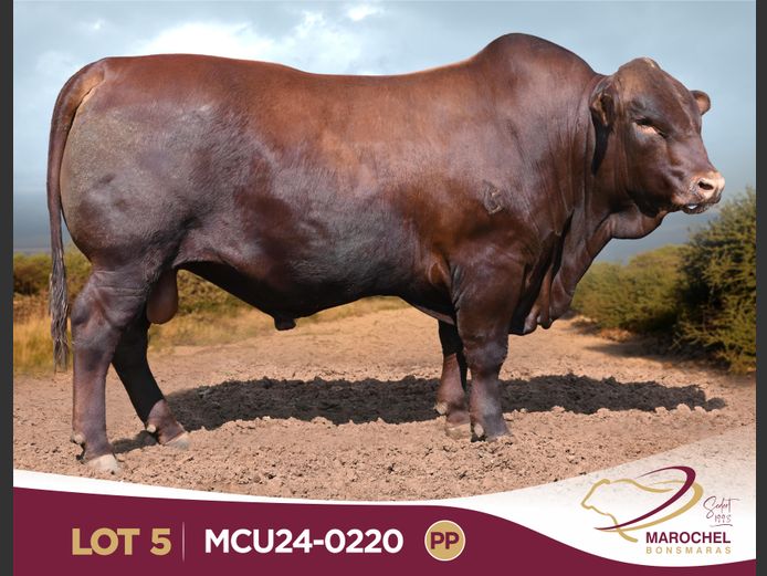 MCU240220 PP(c)