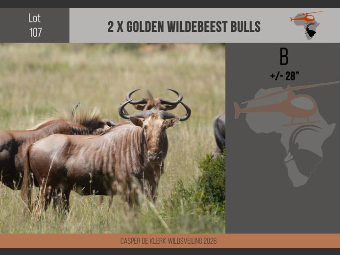 Golden Wildebeest (+- 28")