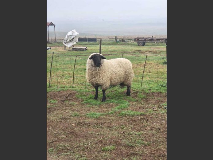 361250006 | HHF BOERDERY