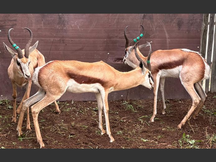 Kalahari Springbok Ram
