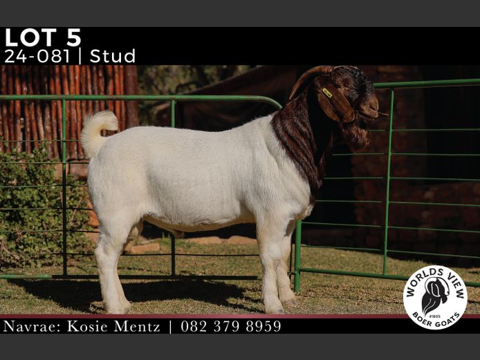 240081 | WORLDS VIEW