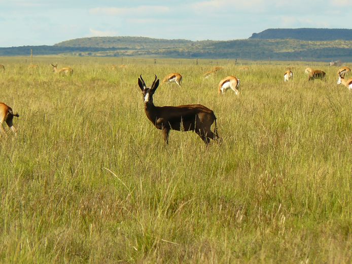 Swart Springbok | Steenbokkie (J Herselman)
