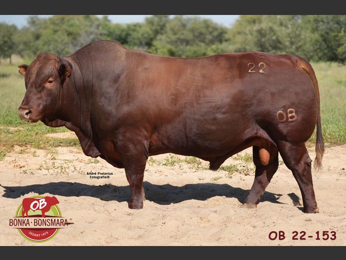 OB  220153 | BONKA BONSMARA (PTY) LTD