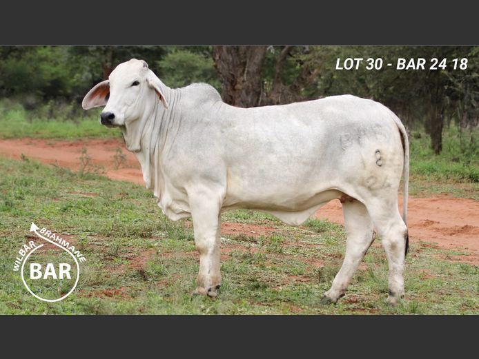BAR2418 | BARNARD WJ