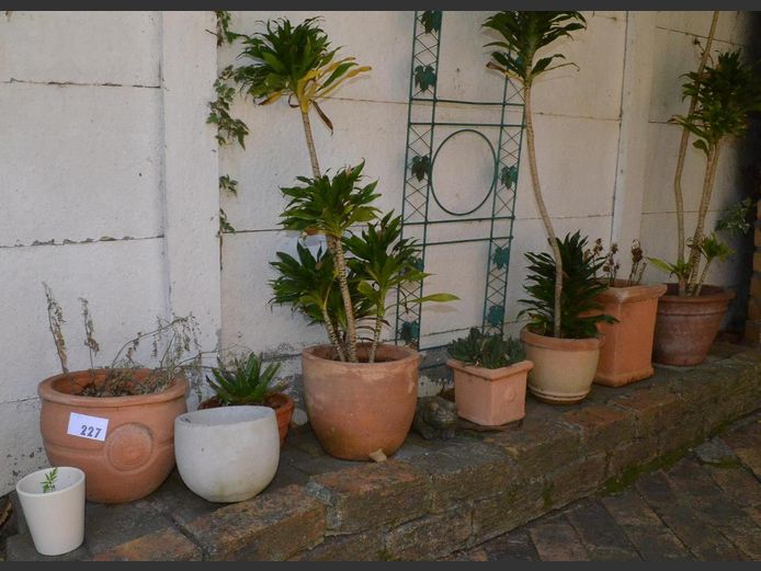 LOT: 7 x PLANTERS WITH PLANTS