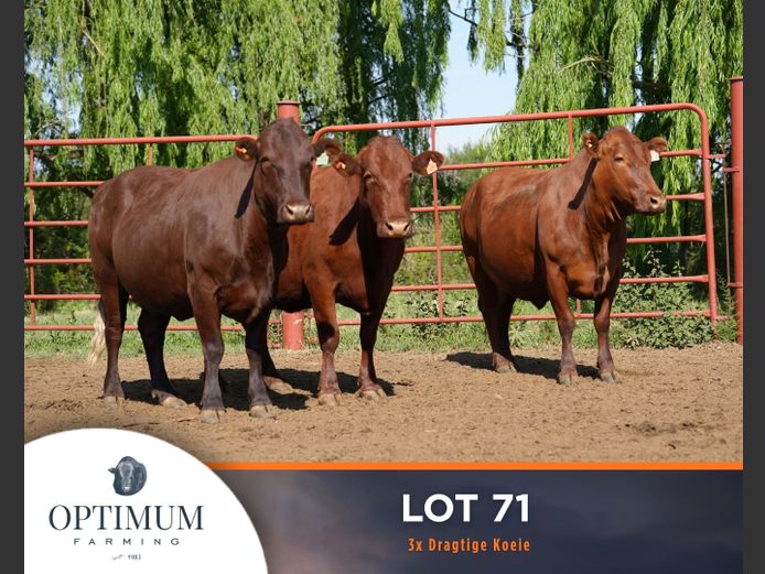 Commercial Animals | OPTIMUM FARMING M WIPPLINGER