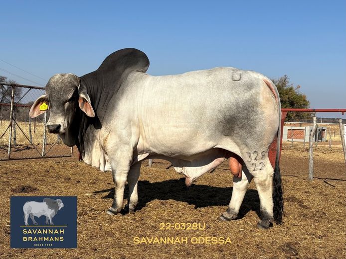 22-0328U | SAVANNAH BRAHMANS