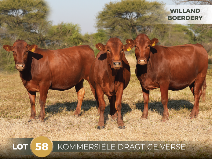 Commercial Animals | WILLAND BOERDERY