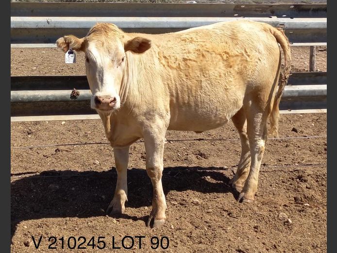 Commercial Animal
