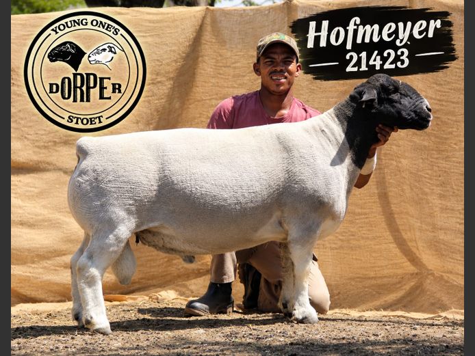21-423-220 "Hofmeyer" | YOUNG ONE'S DORPERS