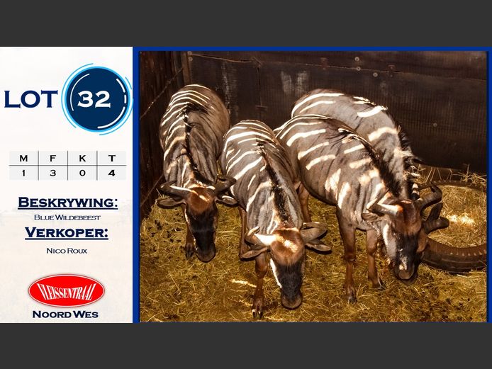 Blue Wildebeest