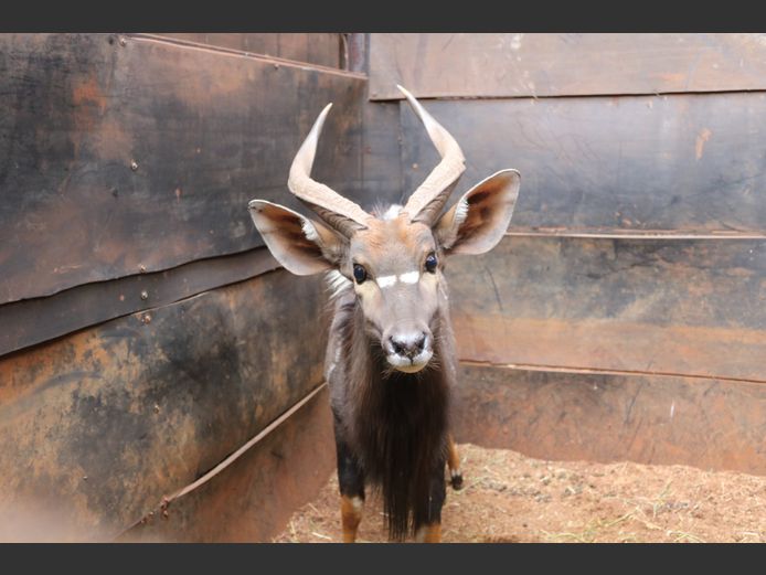 Njala Bul