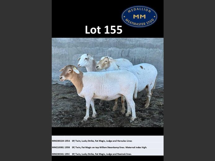 MM 230341 | MEDALLION MEATMASTER STOET