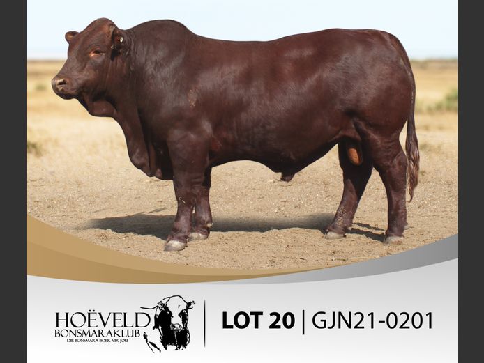 Vroulike Diere | Chris Oosthuizen / W+C Beefmasters
