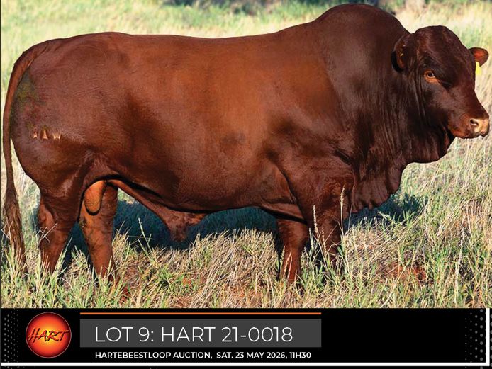 HART210018HH(c) | HARTEBEESTLOOP BONSMARA