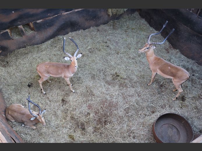 Rooibokke