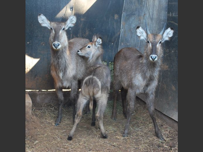 WATERBUCK | MABALINGWE