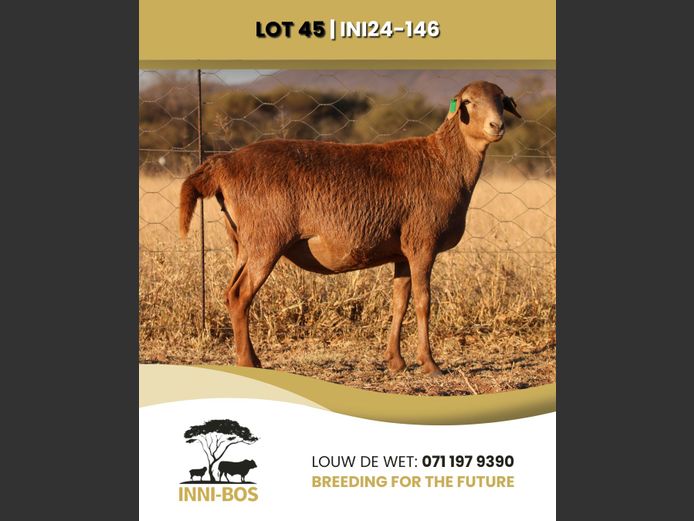 INI 24-146 | INI-BOS BOSVELDER