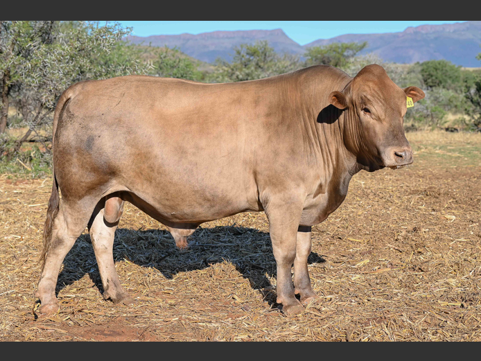 A220040 | ACACIA MOUNTAIN TULIS