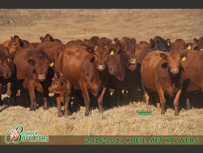 Female Animals | Boshoek Bovelders