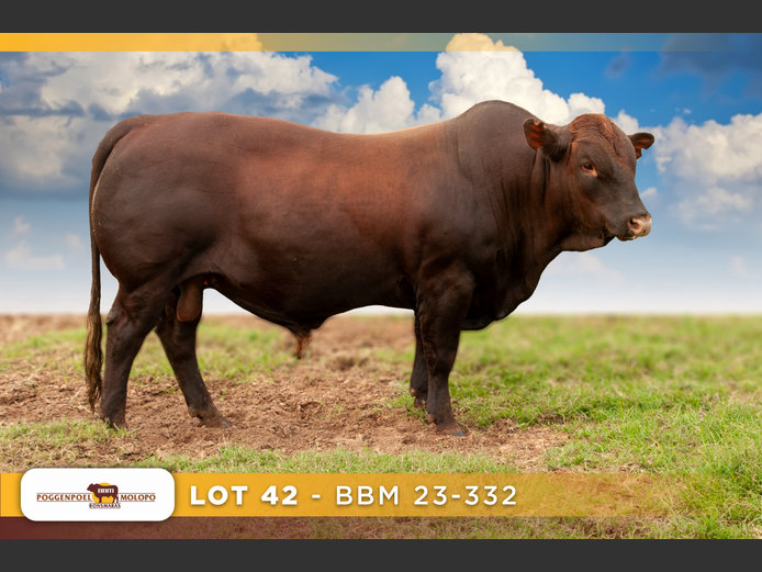 BBM 230332