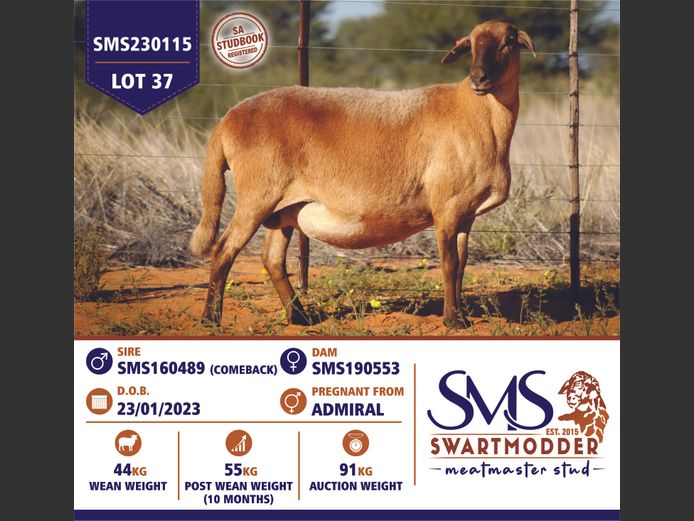 SMS230115 | SWARTMODDER MEATMASTER STUD