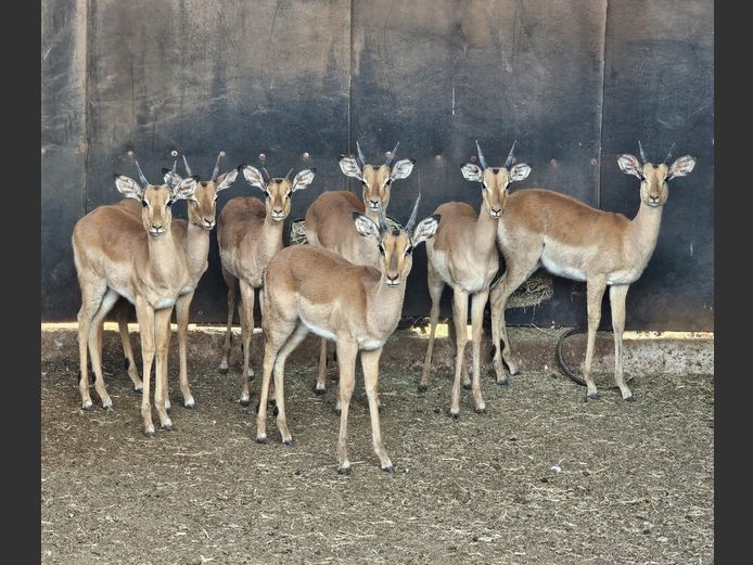 IMPALA | HUGOMOD