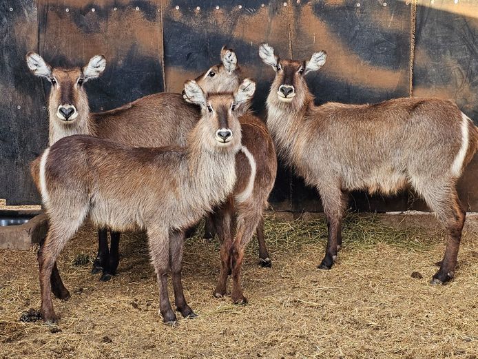 WATERBUCK | SKUINSHOEK