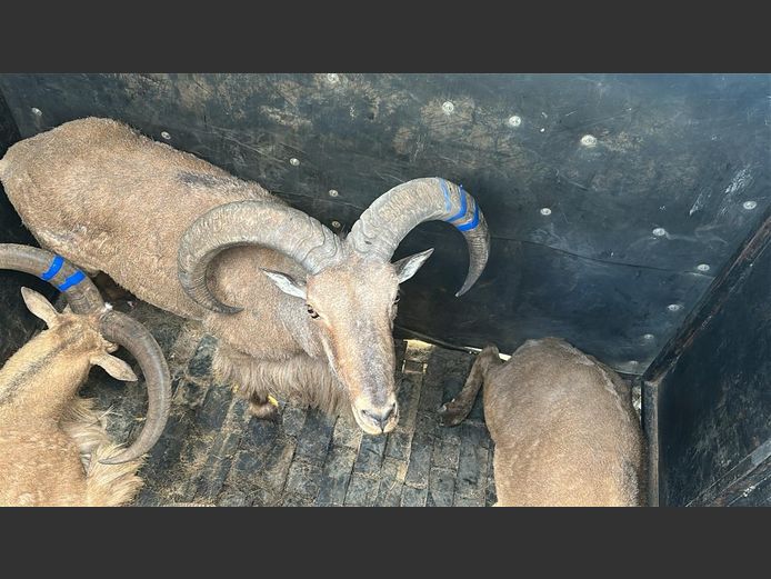 Bergskaap (Barbary Sheep) | Cillfaris (P Cilliers)