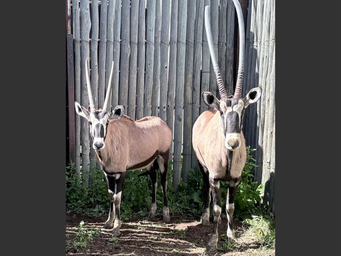 Gemsbok Bulle