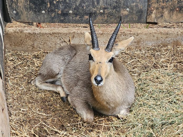 REEDBUCK | BUFFELSPOORT