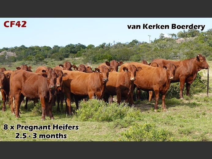 Commercial Females | van Kerken Boerdery