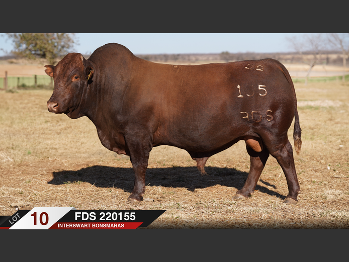 FDS220155 |  INTERSWART INGDIENSTE EDMS BPK