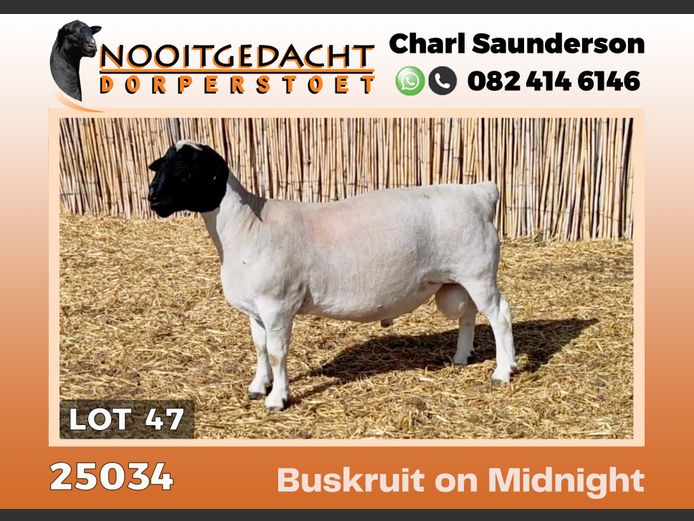 25034 | NOOITGEDACHT  DORPERS