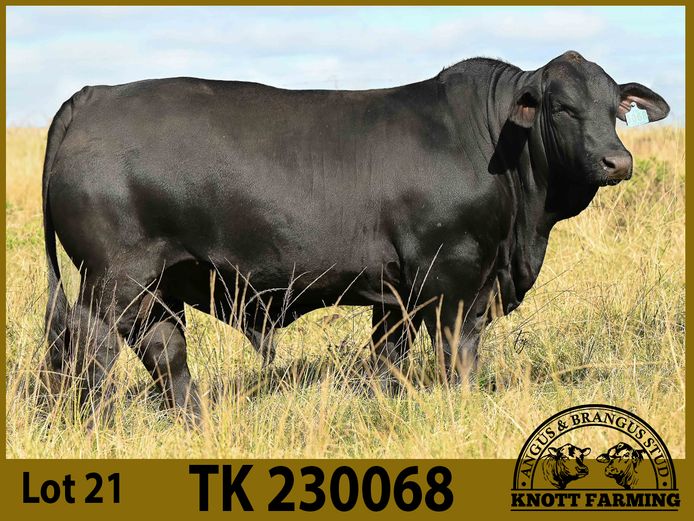 TK230068 | KNOTT BRANGUS