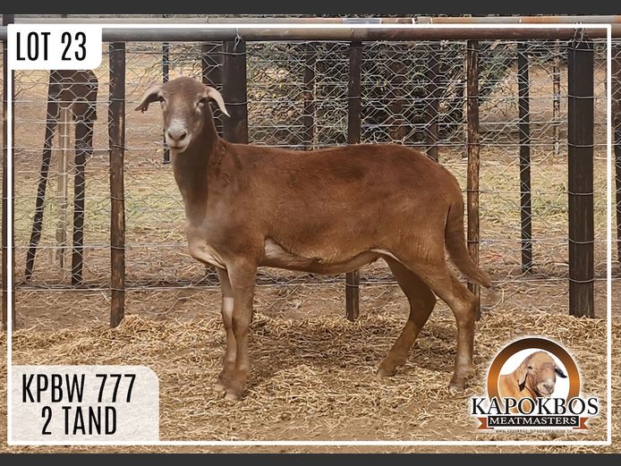 KPBW777 | Kapokbos Meatmasters