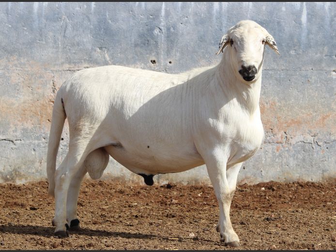 CRL 24.209 | HANRI MEATMASTERS
